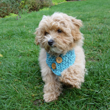 Dog Buttoned Cowl