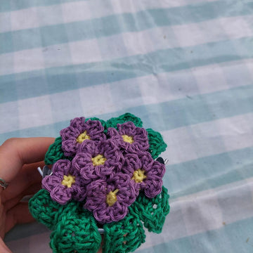 African violet