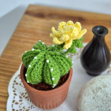 Cactus plant with flower