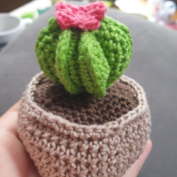 Bishop's cap cactus