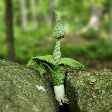 Leek with flower pod