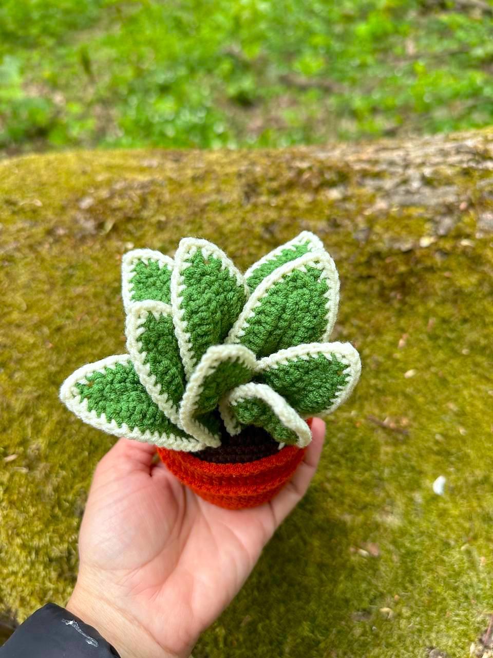 Potted Sansevieria