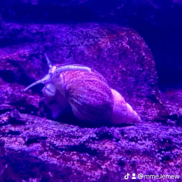 Waved Welk Snail