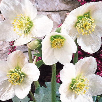 Christmas Rose - Chocolate Orange Cover