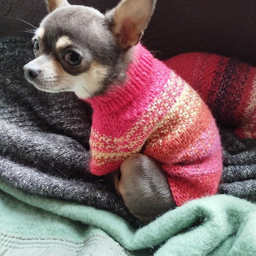 Pull Pepita