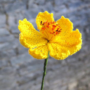 Cosmos flower wild flower
