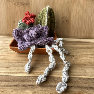 Squishy Succulents