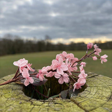 Cherry blossom branch