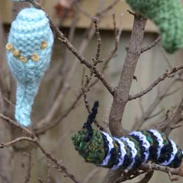 Monarch Caterpillar and Chrysallis