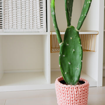 The Cactus Cozy