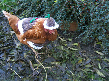 "Christmas Pudding" Chicken Coat With Matching Hat