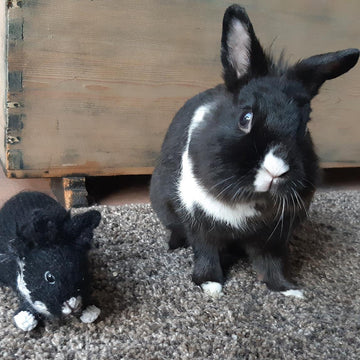 House rabbit Flapper