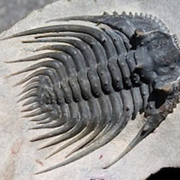 A Trio of Trilobite Hand Warmers