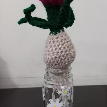 Tulip Bulb plant