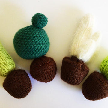 Baby Cactus Garden