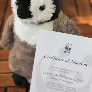 Patty the Penguin