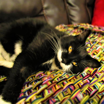 Tilly's New Bed