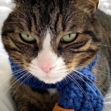 Cat shawl