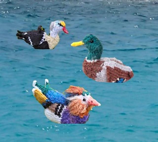 A Plump of Ducks
