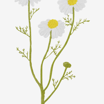 Camomile in DMC - PAT0321 - Downloadable PDF