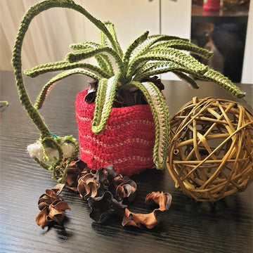 Spider Plant