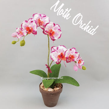 Moth Orchid