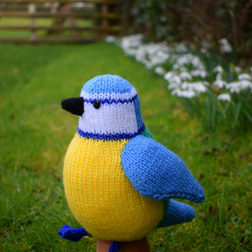 Beverley the Blue Tit
