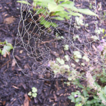 Spider Hat