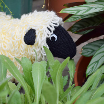Sharon the Sheep