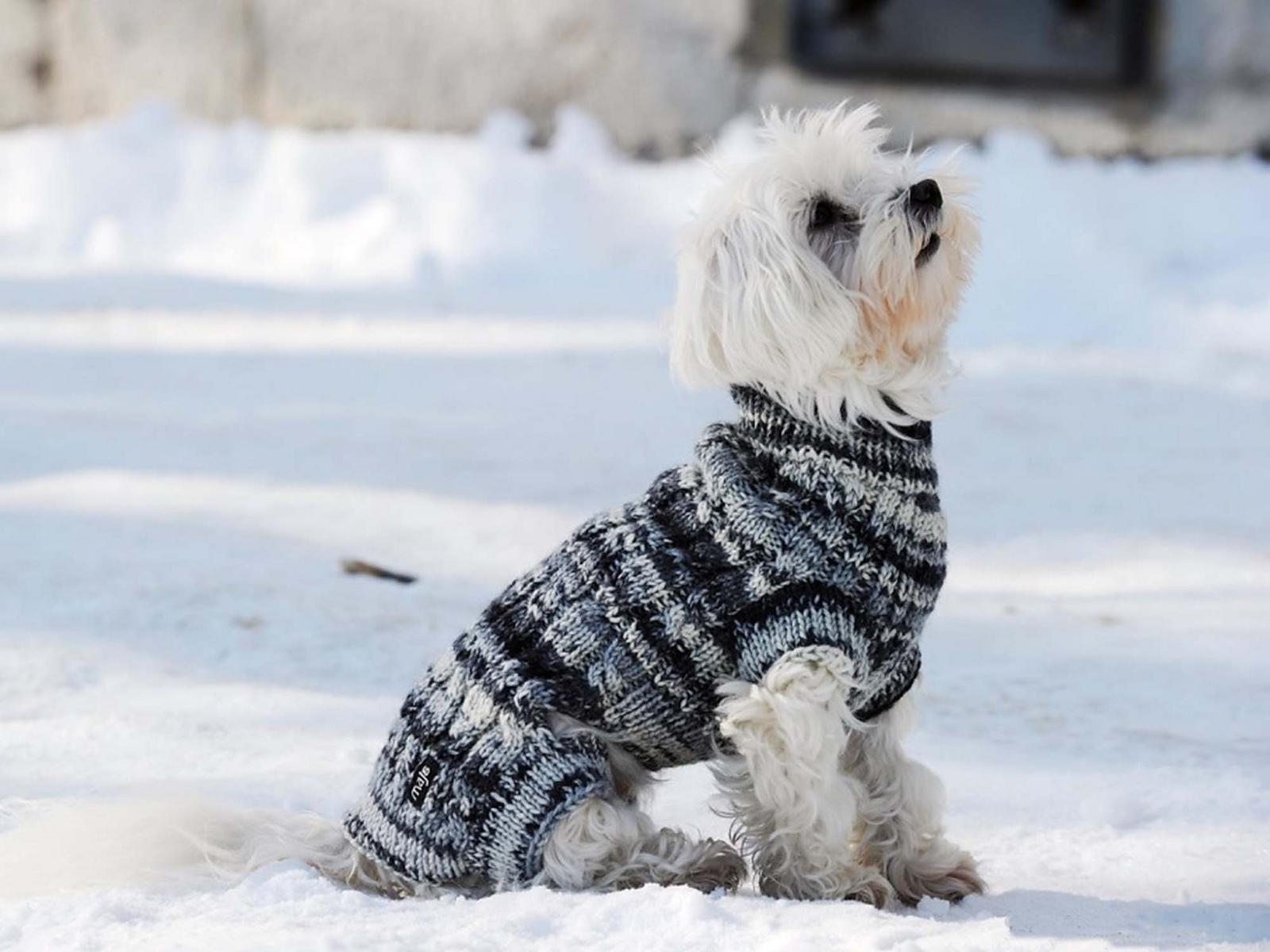 Dog Sweater TOPY FOUR LEGS