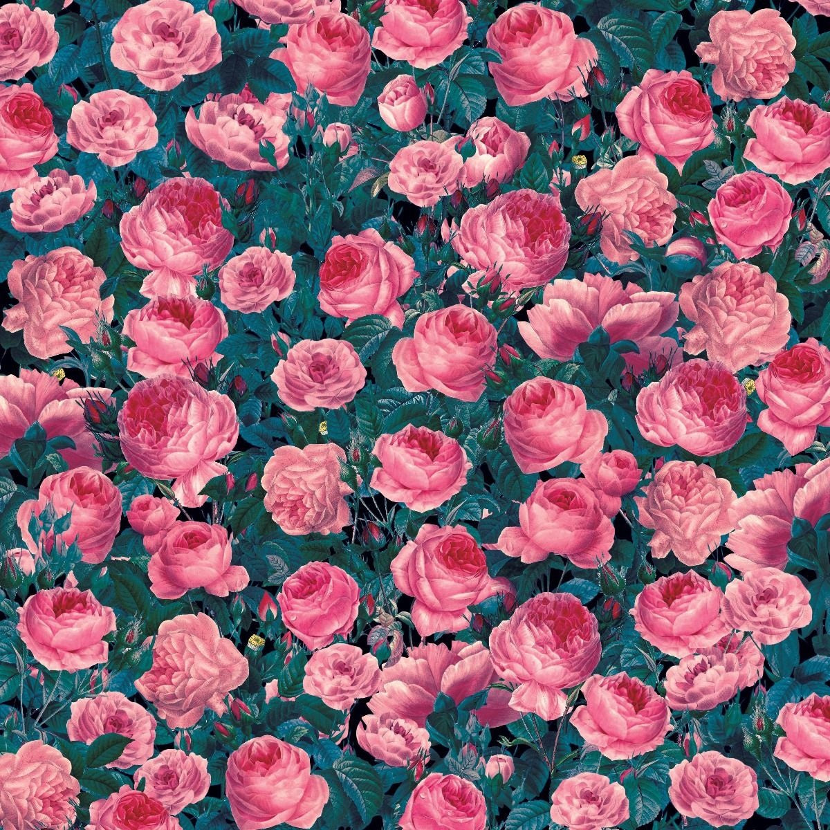 Cricut Infusible Ink Transfer Sheet 12"X12" 2/Pkg - Cabbage Rose