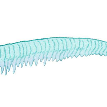 Worthenella