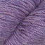Fall Aster (1008)