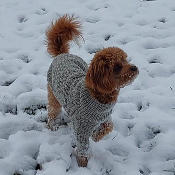 Dog Sweater Charlie No.3
