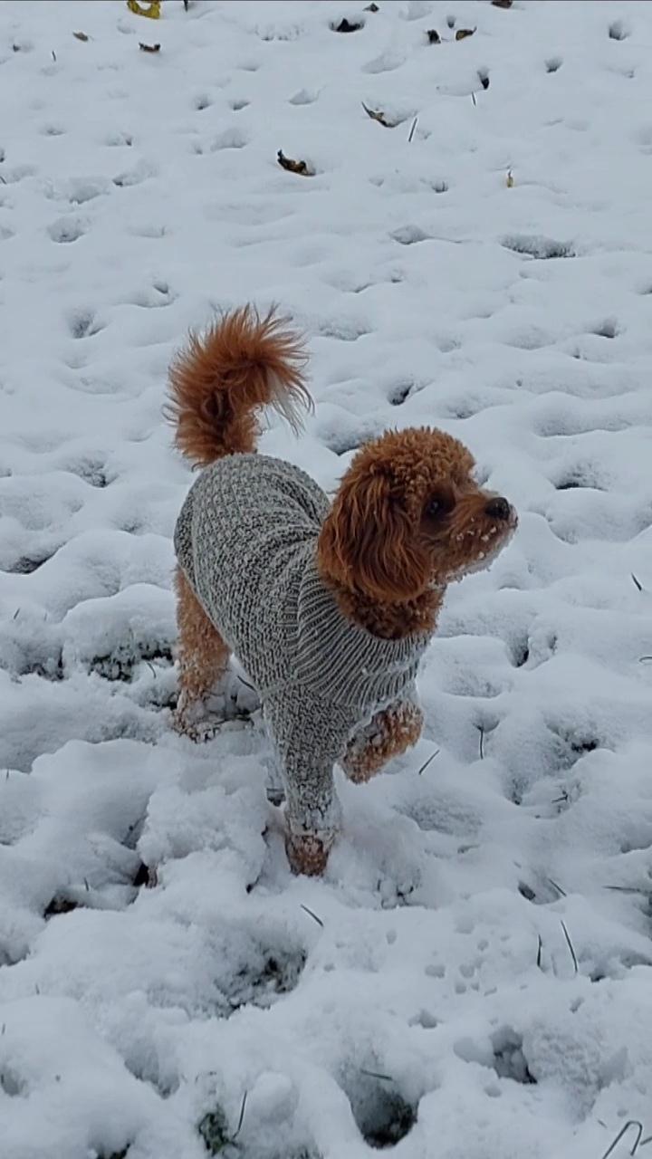 Dog Sweater Charlie No.3
