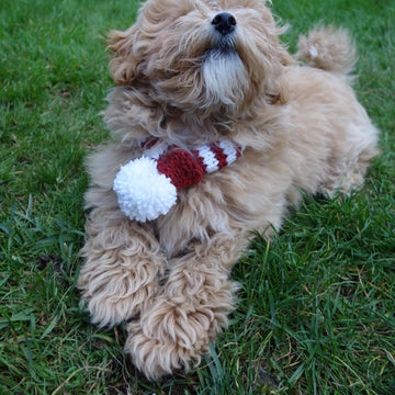 Candy Cane Dog Scarf