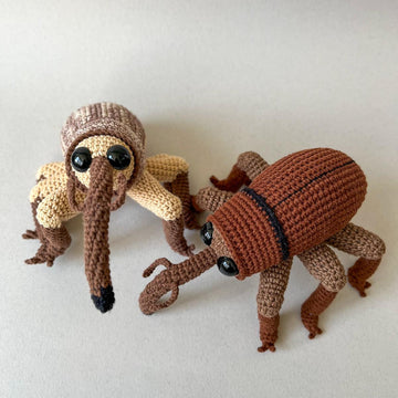 Acorn Weevil