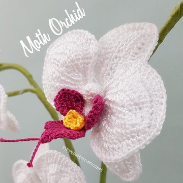 Moth Orchid