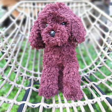 Sitting poodle dog Cavapoo Maltipoo