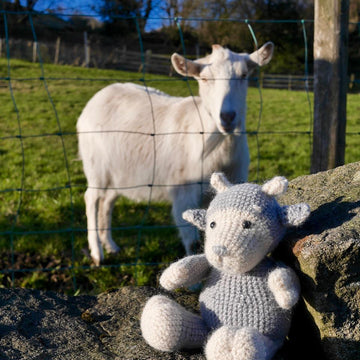 Rosie The Angora Goat