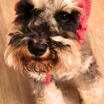 Cutie Pet Headband