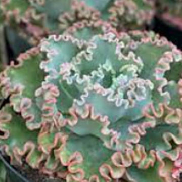 Sea Dragon succulent