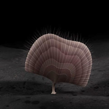 Diraphora