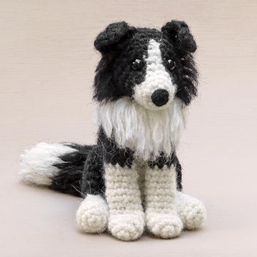 Finnly the Border Collie