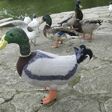 My Pet Mallard Duck