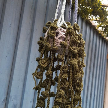 Trail of buds hanging plant