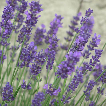 Lavender fields