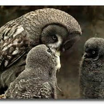 Phantom of the North  Baby/Lapghan KAL