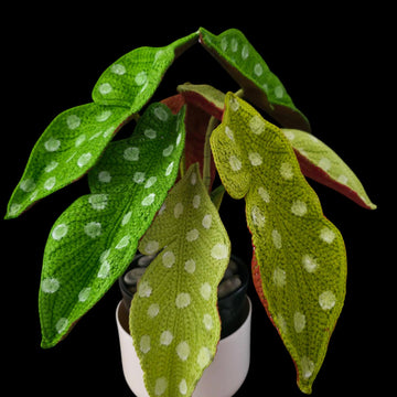 Crochet Polka Dot Begonia plant