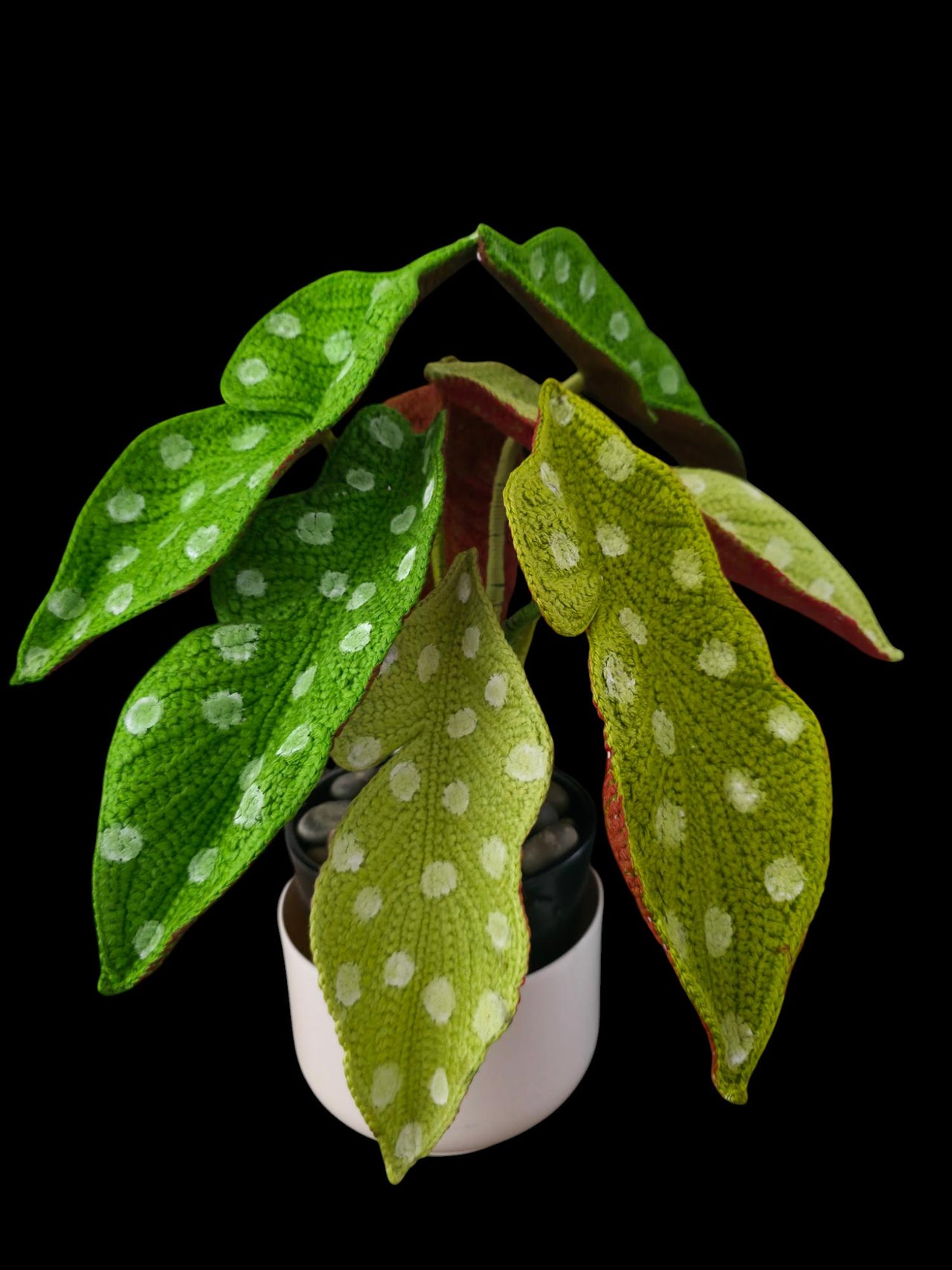 Crochet Polka Dot Begonia plant